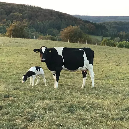 Auf Der Hill Büdesheim