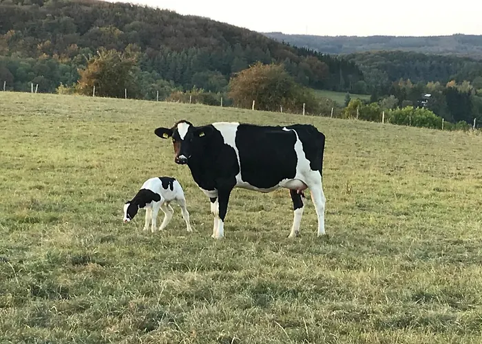 Auf Der Hill Büdesheim